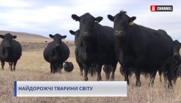 НАЙДОРОЖЧІ ТВАРИНИ СВІТУ