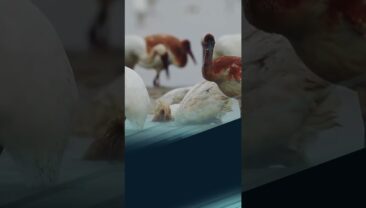 Понад 50 000 перелітних птахів нещодавно прилетіли на зимівлю до Національного водно-болотного парку Цайзиху