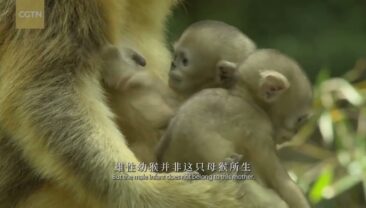 Китай: будинок для диких тварин