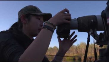 Нутрії такі милі, як люди можуть їх не любити?