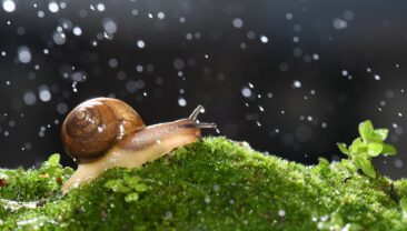 Китайські вчені створили з равликового слизу клей для загоєння ран