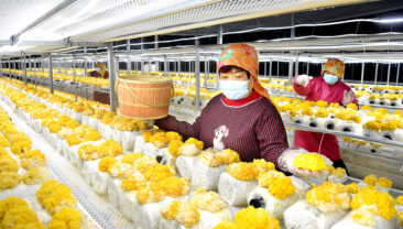 У Китаї почався сезон збору врожаю грибів