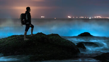 Явище флуоресцентного моря на пляжі схоже на Чумацький шлях, що падає на землю