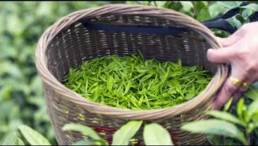 “Слідчий” у найкрасивішому чайному саду