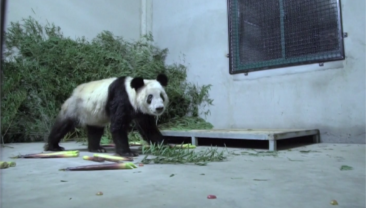 Велика панда Я Я повернулася до Пекінського зоопарку