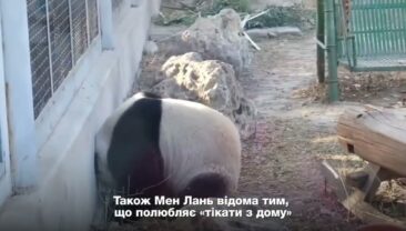 【Найпопулярніші запити китайського інтернету】«Бешкетлива» панда Мен Лань