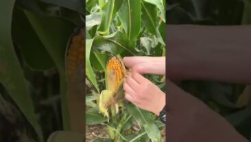 Осінній сезон збору врожаю: Кукурудза в Китаї вже дозріла, як в Україні?