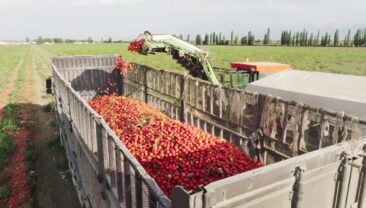 Густий аромат на тисячі миль