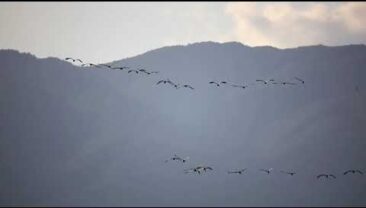 Оберігаючи “нирки Землі”