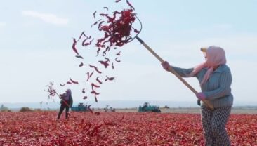 Пекучий і смачний