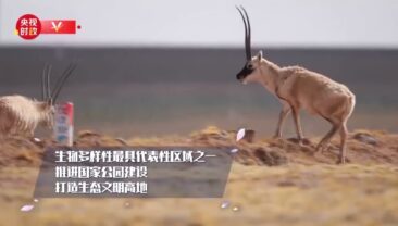 Цінхай є яскравим прикладом у галузі захисту навколишнього середовища та високоякісного розвитку