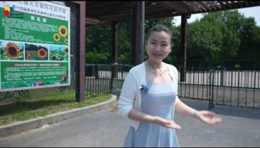 Приходьте в Олімпійський лісопарк і помилуйтеся соняшником!