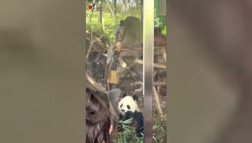 Іноземні відвідувачі: “Це був чудовий час, з нетерпінням чекаю наступної зустрічі з пандами!”