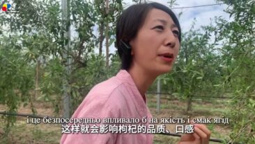 【Подорож  Нінся-Хуейським автономним районом】Епізод 1: База ґоджі «Байжуйюань»