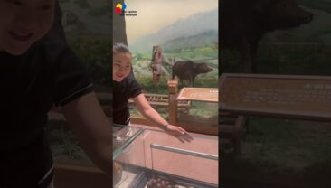 【Відвідування сільськогосподарського музею. Привітання з настанням золотої осені】Епізод 1: Огляд зразків, визначення зернових культур