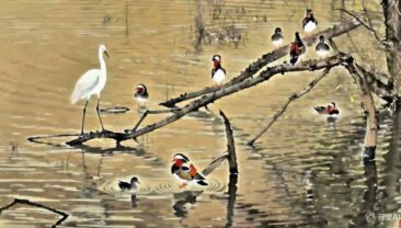 Намалювати зеленим пензлем нову картину прекрасного Китаю