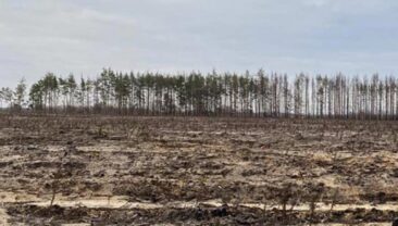 В Україні зафіксовано знищення 4 486 дерев у результаті незаконних рубок