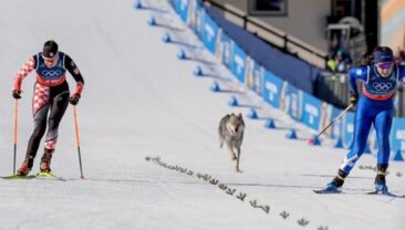 Собака стала зіркою змагань на зимній Олімпіаді в Італії