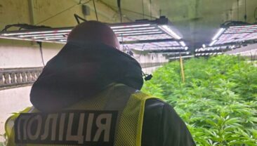 В Черкасській області ліквідовано організовану групу з виробництва канабісу