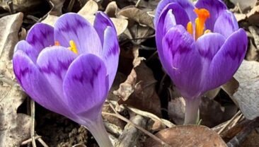 Національний природний парк ‘Зачарований край’ закликає зберігати природу