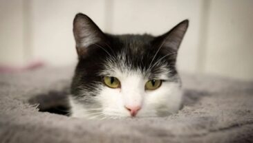 Кошка-путешественниця Шила шукає новий дім
