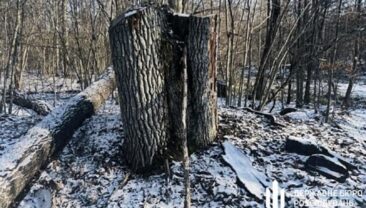 Майстра лісу підозрюють у незаконній вирубці дерев