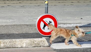 Госпродпотребслужба прояснила информацию щодо обов’язків власників домашніх тварин