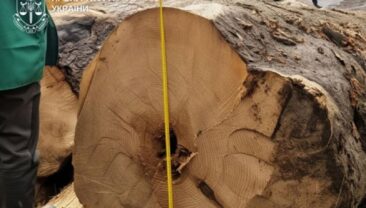 На Буковині майстра лісу підозрюють у халатності через незаконну вирубку цінних дерев