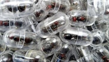 У Кенії затримали китайця, який намагався контрабандою вивезти понад дві тисячі мурашок