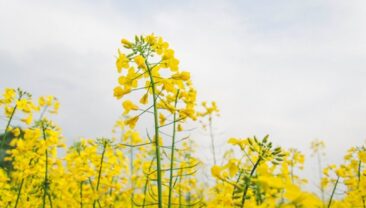 Україна може збільшити посіви рапсу до 1,5 млн гектарів
