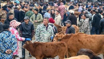 Китай повідомив про спалах ящура серед великої рогатої худоби