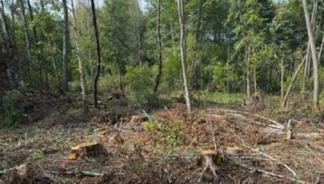 Директор лісгоспу організував незаконну вирубку дерев