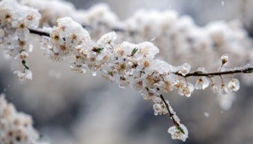 Погода в Україні 27 квітня: прохолодно з дощами та мокрим снігом