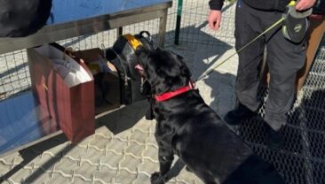 Жінка намагалася незаконно перевезти 4 млн грн через кордон