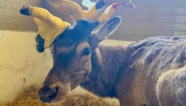 Олень Борис проходить реабілітацію після ДТП