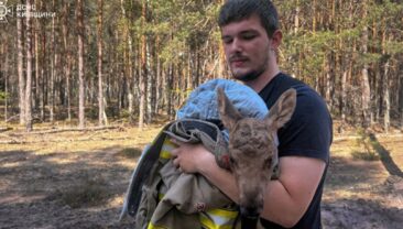 Пожежники врятували лосеня в Чернобильській зоні відчуження