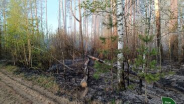 Лесний пожар в Черніговській області локалізовано