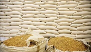 Зниження цін на російську пшеницю загрожує рентабельності фермерів