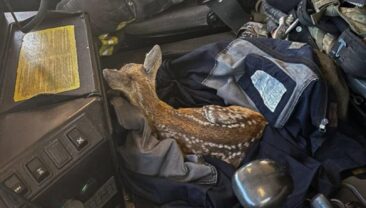 Спасіння оленят під час пожежі в Київській області