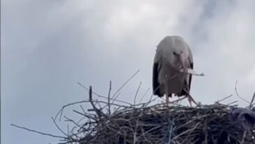 Люди допомагають аістці на Вінниччині, яка залишилася сама з яйцями