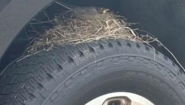 Малиновка завадила продажам пікапа у США