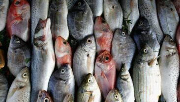 Росія заборонила ввозити рибу та продукцію з Арменії на фоні політичного загострення