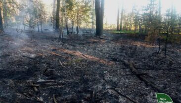 В Житомирській області окупанти спричинили п’ять лісових пожеж