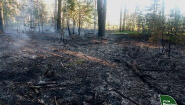 На Житомирщині виникли лісові пожежі через атаки дронів