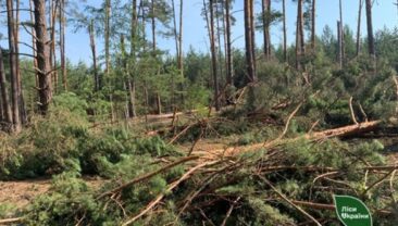 Стихія завдала шкоди лісам Волині та Рівненщини