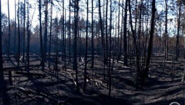 Пожежі в Чернобилі локалізовані, ситуація стабілізувалася