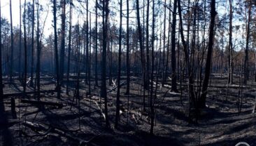 У зоні Чорнобиля локалізовано всі осередки займання