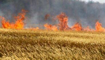 В Запорожській області знищено понад 1800 гектарів посівів через російські обстріли