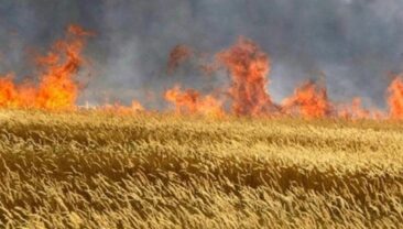 В Запорізькій області внаслідок обстрілів окупантів знищено понад 1800 га посівів