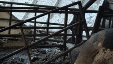 Атака на молочно-товарну ферму в Сумській області: загинули корови та є поранені